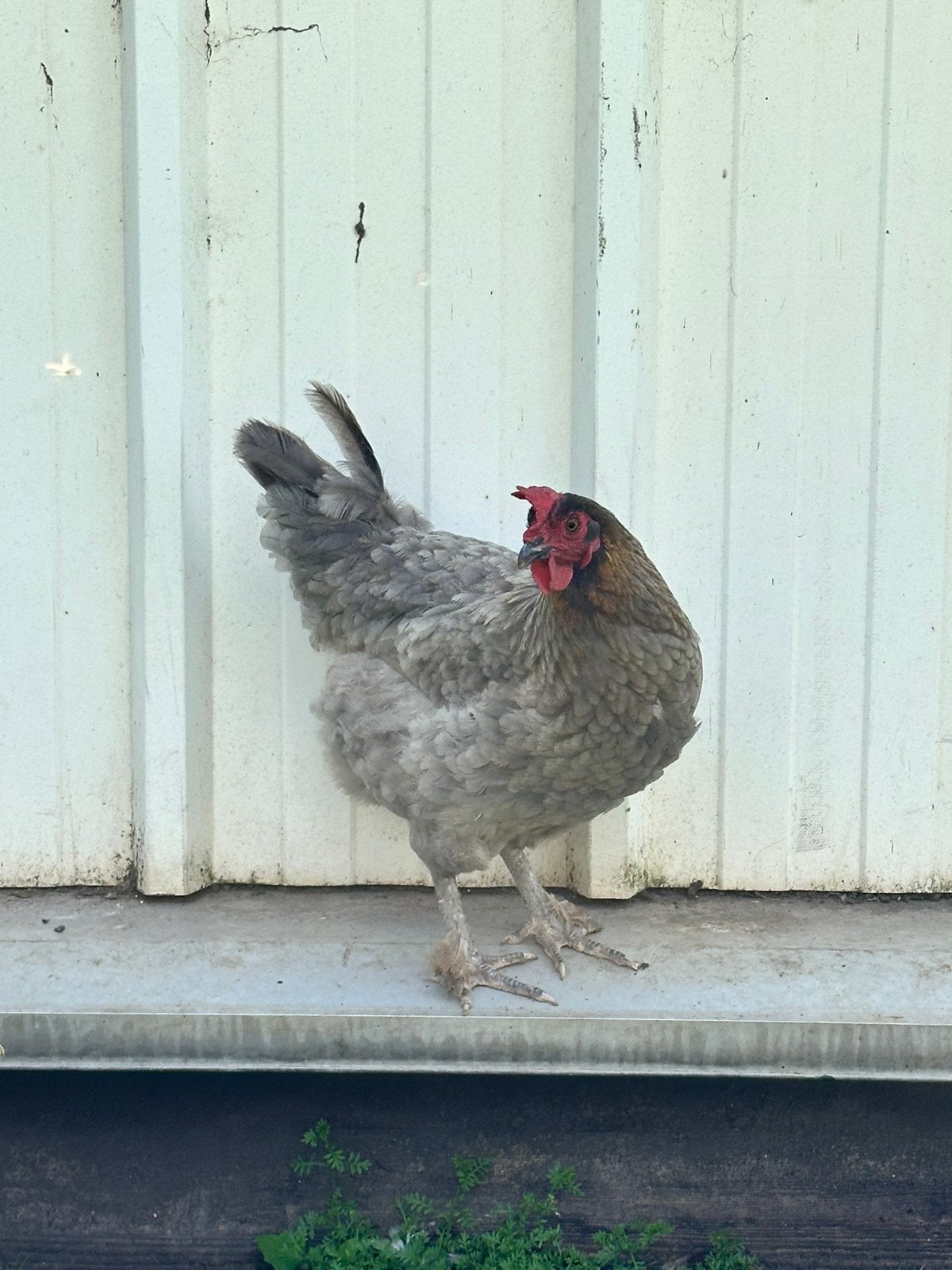 Marans, Vrouwelijk