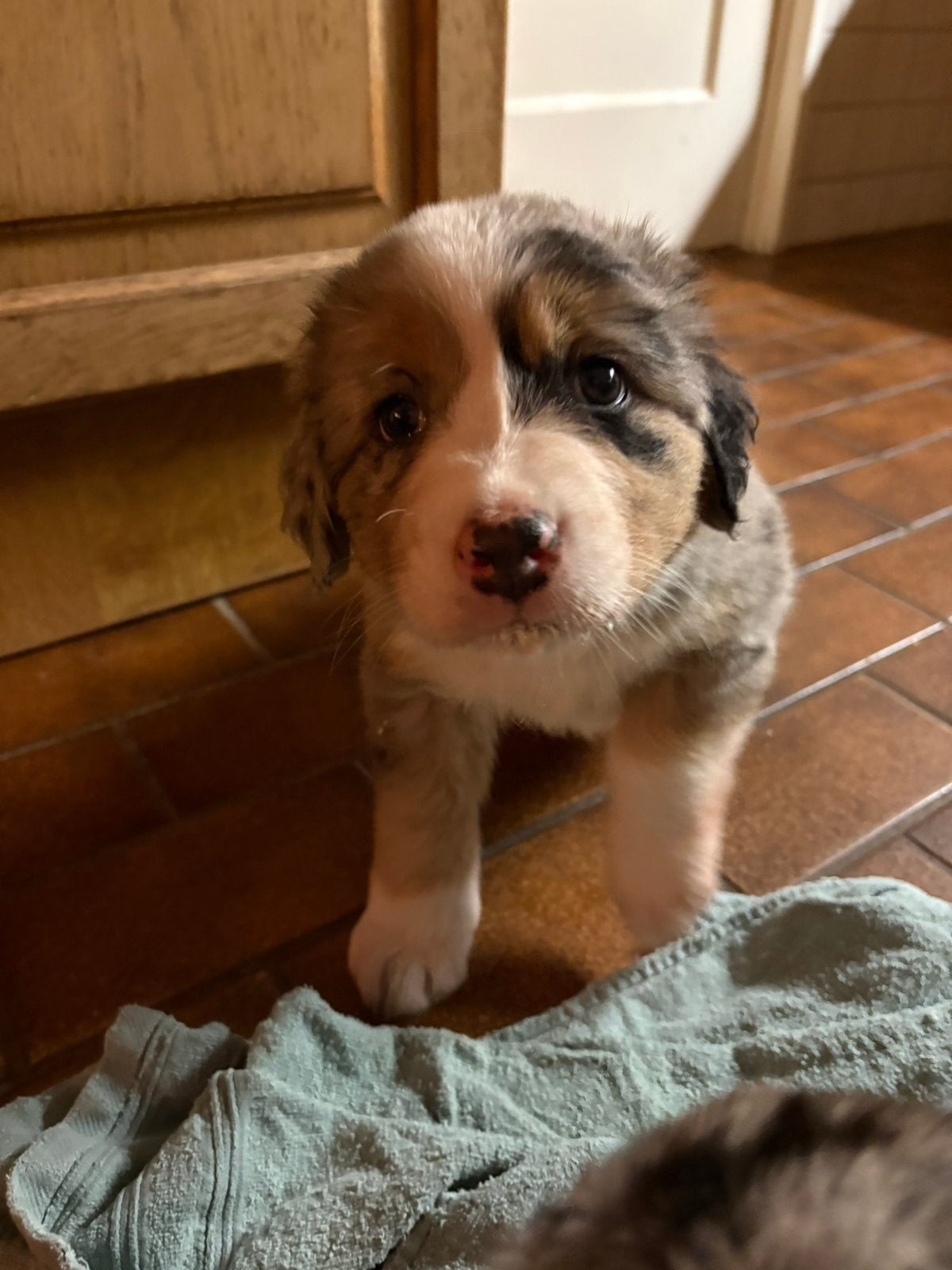 Kruising Australian Shepherd x Berner sennen pups, 8 tot 15 weken, Meerdere, Meerdere dieren, CDV (hondenziekte)