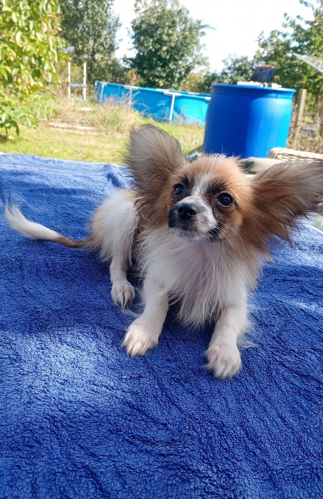 speelse vlinder hond puppies, Parvo, Overige rassen, 8 tot 15 weken, Meerdere
