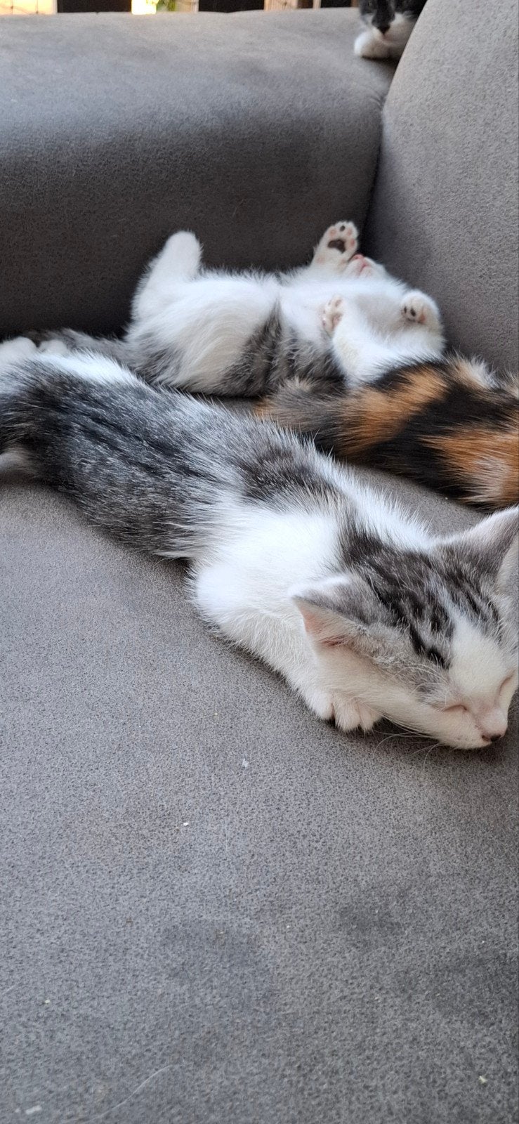 Kittens Te Koop, Dieren en Toebehoren, Meerdere dieren, 0 tot 2 jaar