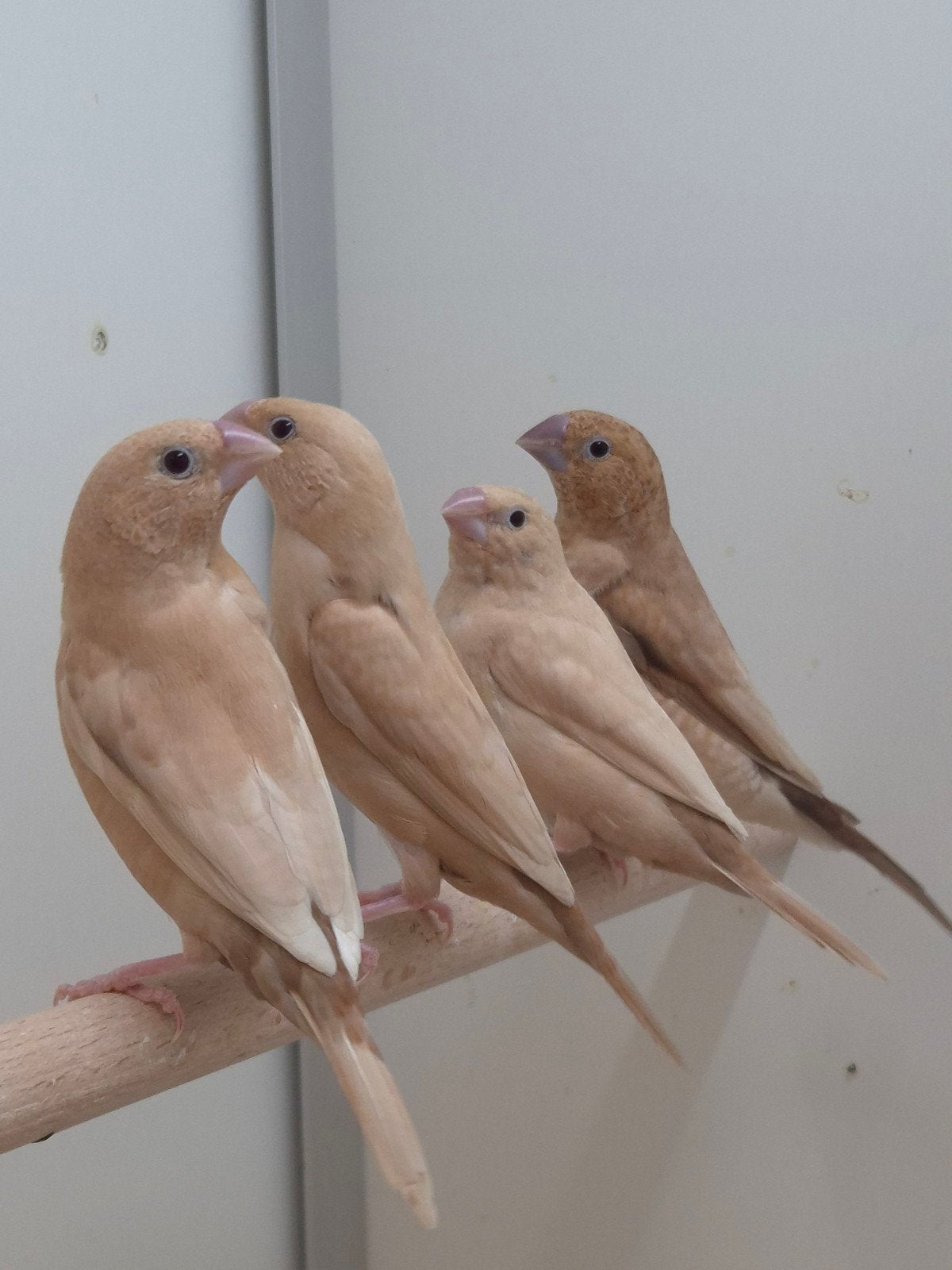 Zilverbekjes agaat, Dieren en Toebehoren, Geslacht onbekend, Tropenvogel, Geringd