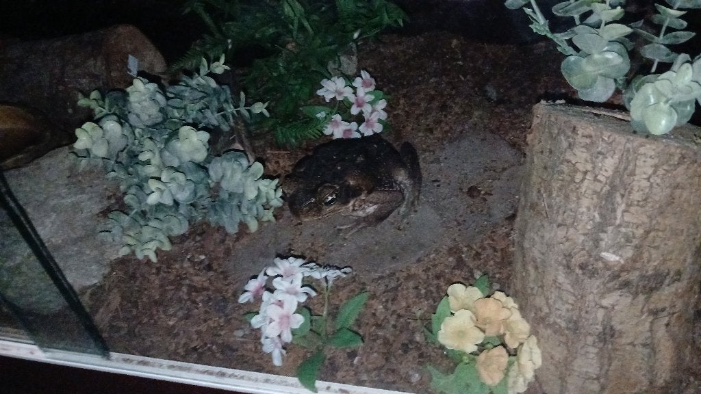 Bufo marinus ( reuze pad ), Dieren en Toebehoren, Amfibie, Tam, 0 tot 2 jaar