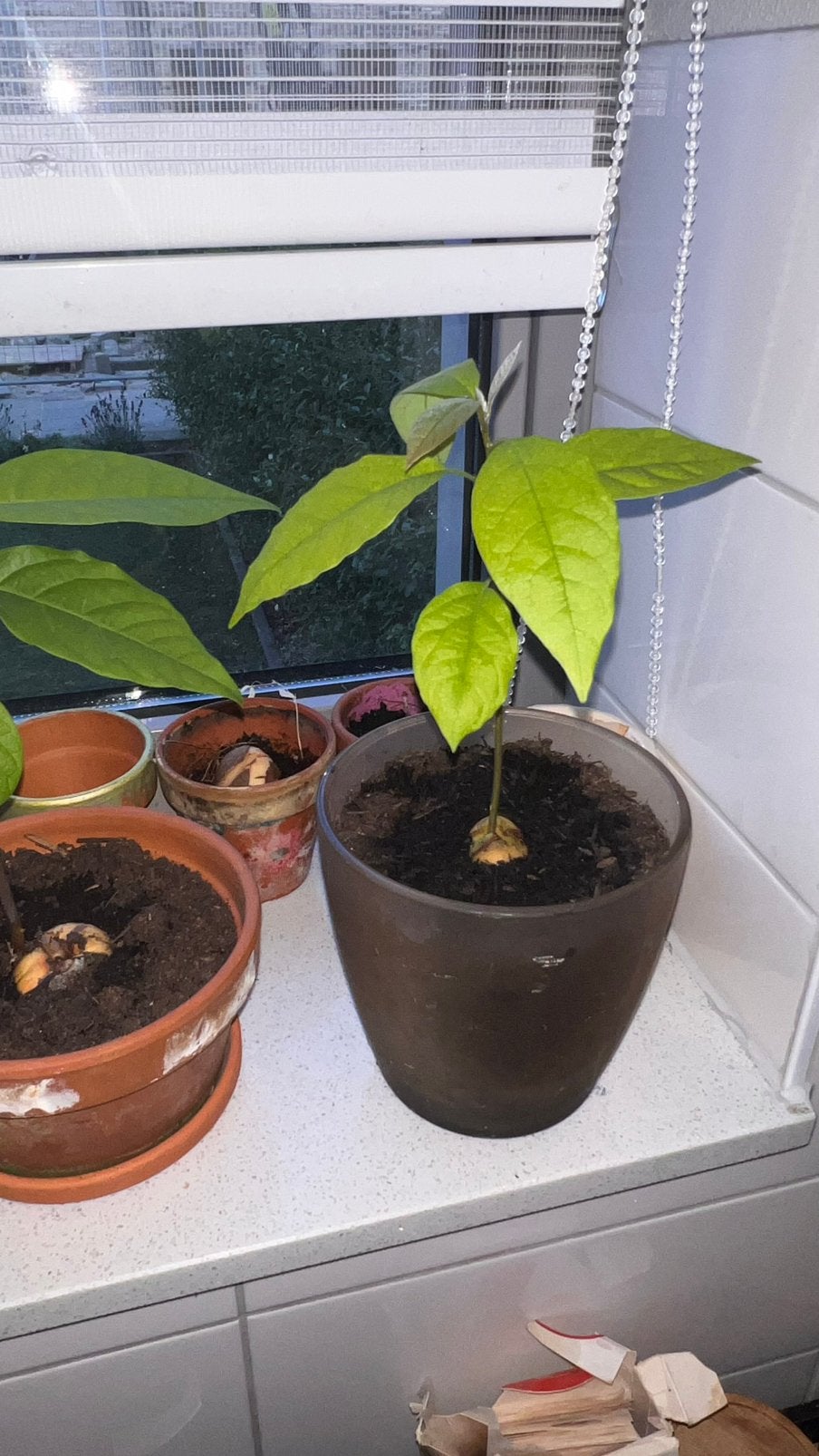 Biologische  Avocado Plant!, Ophalen, Vaste plant, Bloeit niet, Halfschaduw