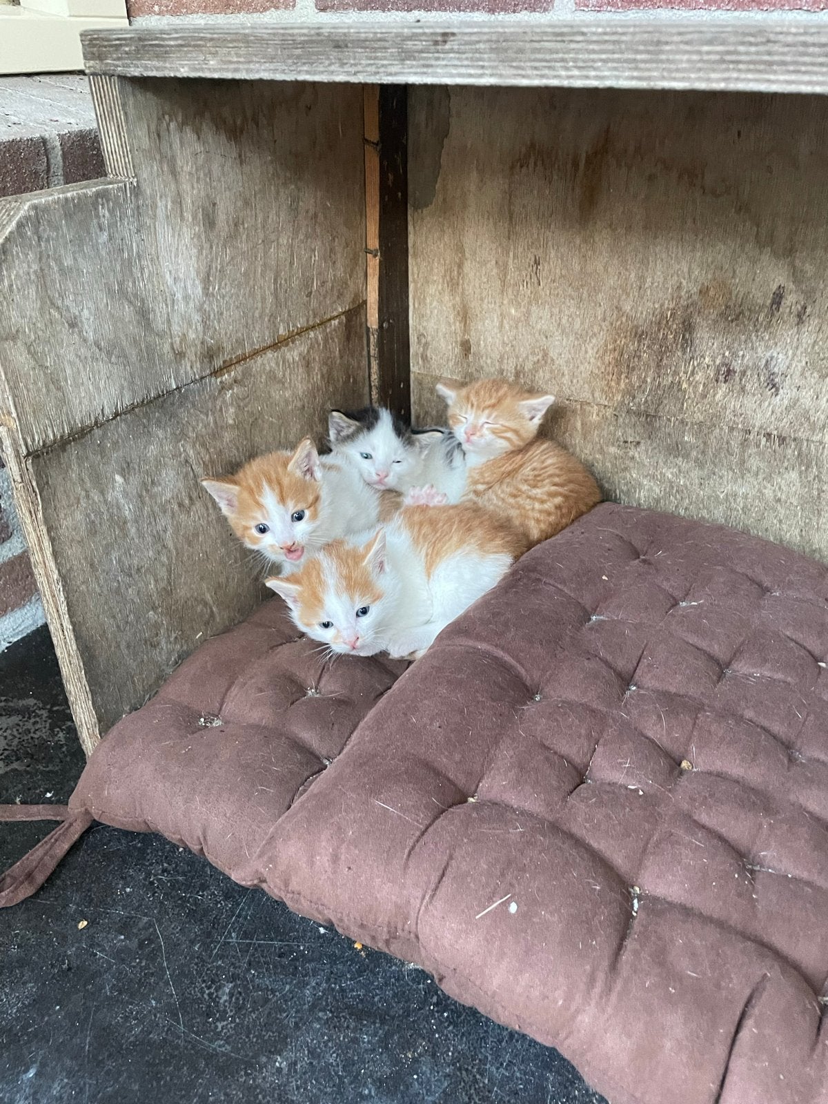 Boerderij kittens, Dieren en Toebehoren
