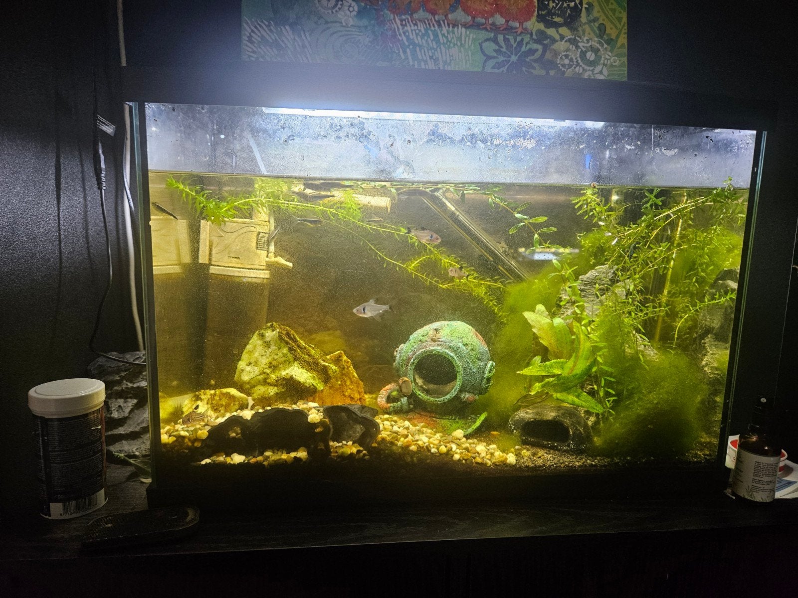 Wegens verhuizing aangeboden aqarium met vissen., Ophalen, Superfish, Inclusief vissen, Gevuld zoetwateraquarium
