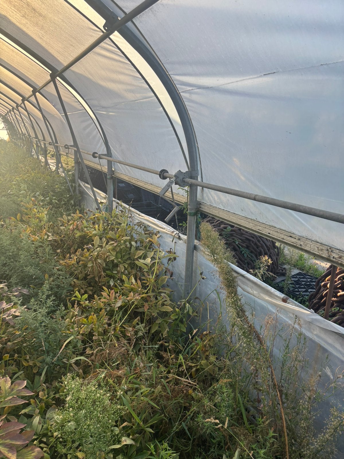 3tunnelkassen te koop, Tuin en Terras, Kassen, Ophalen, Glas, Zo goed als nieuw
