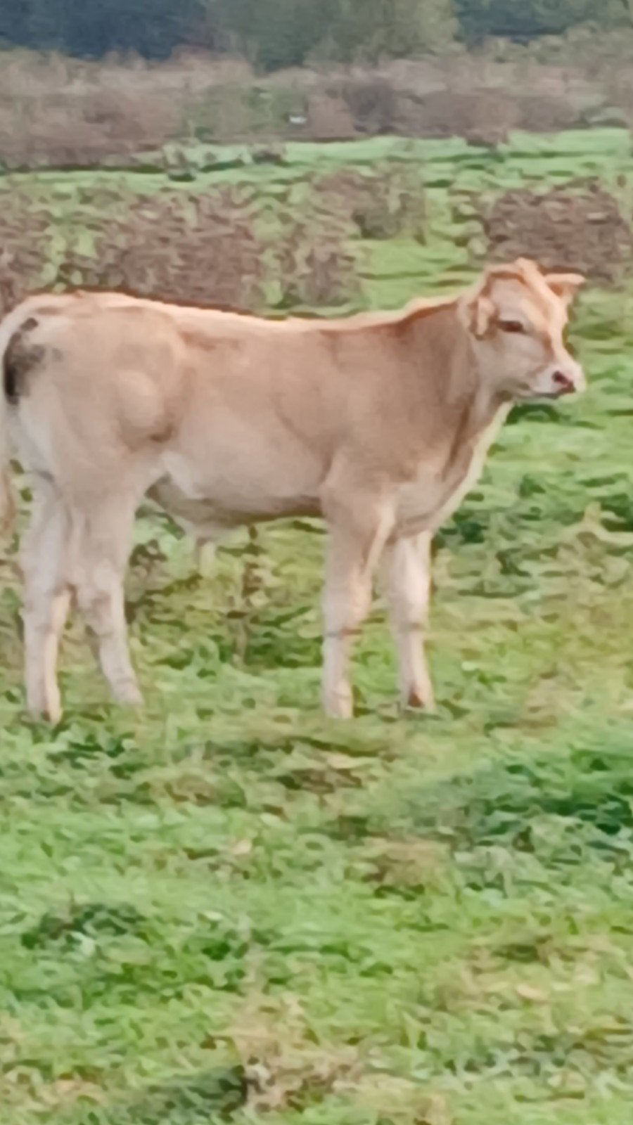 twee blonde stierkalveren, Dieren en Toebehoren, Mannelijk