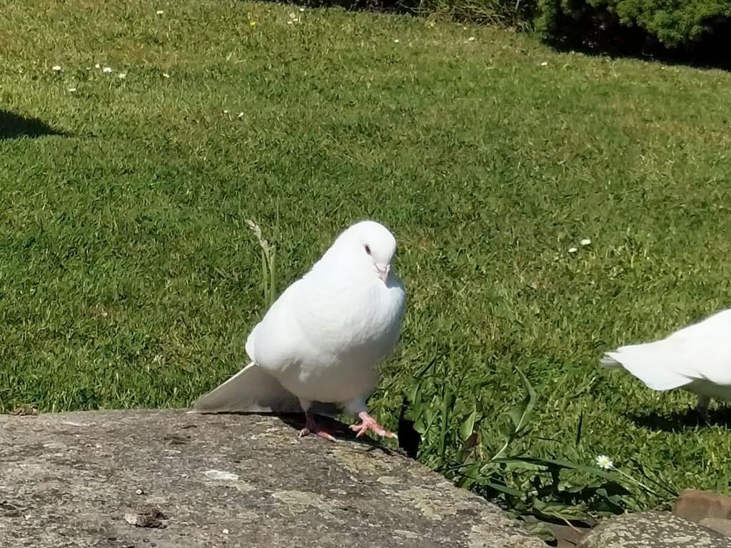 Witte Postduiven, Dieren en Toebehoren, Meerdere dieren, Postduif