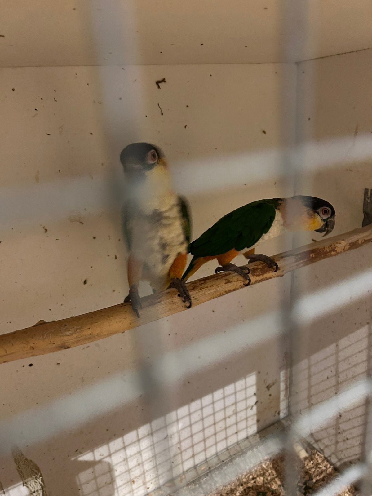 3 bewezen koppels Zwartkop Caiques – alleen in één koop, Meerdere dieren, Parkiet, Geringd