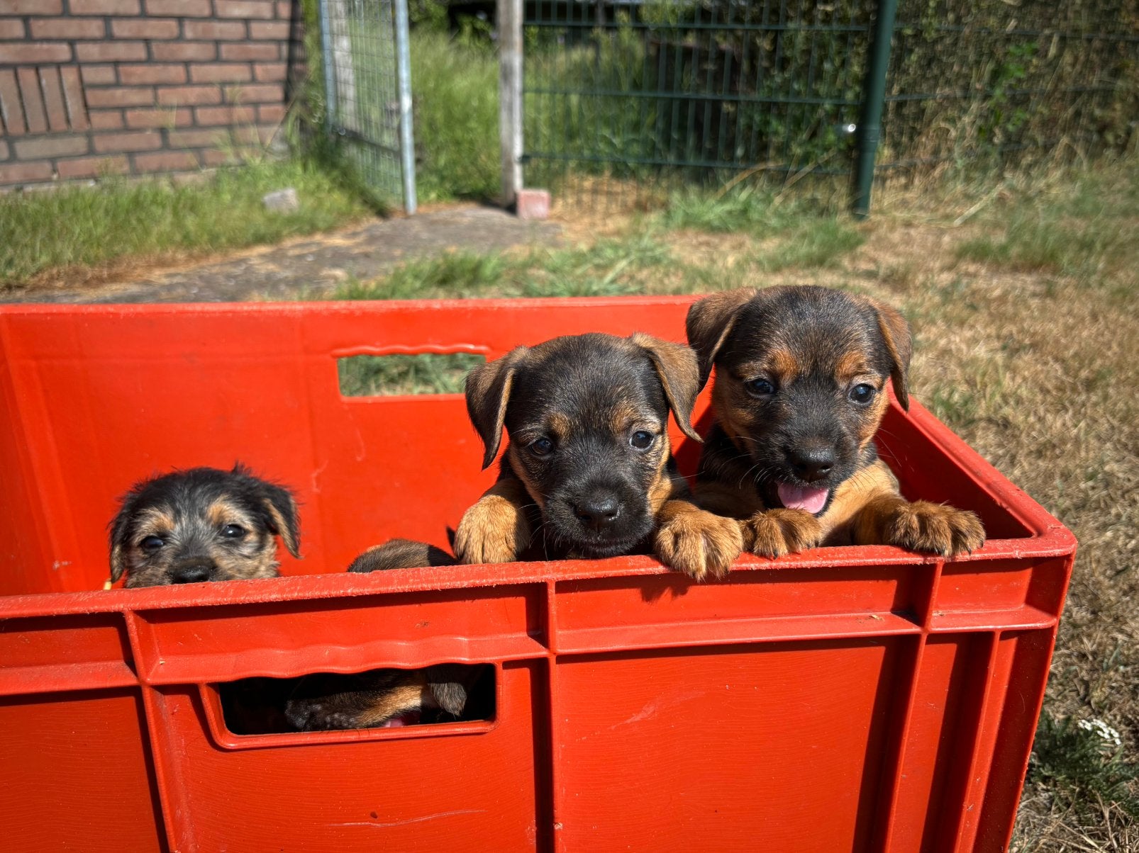 Border terriër keer Jackrussell pups, Dieren en Toebehoren, Honden | Jack Russells en Terriërs, Nederland, Overige rassen, 8 tot 15 weken