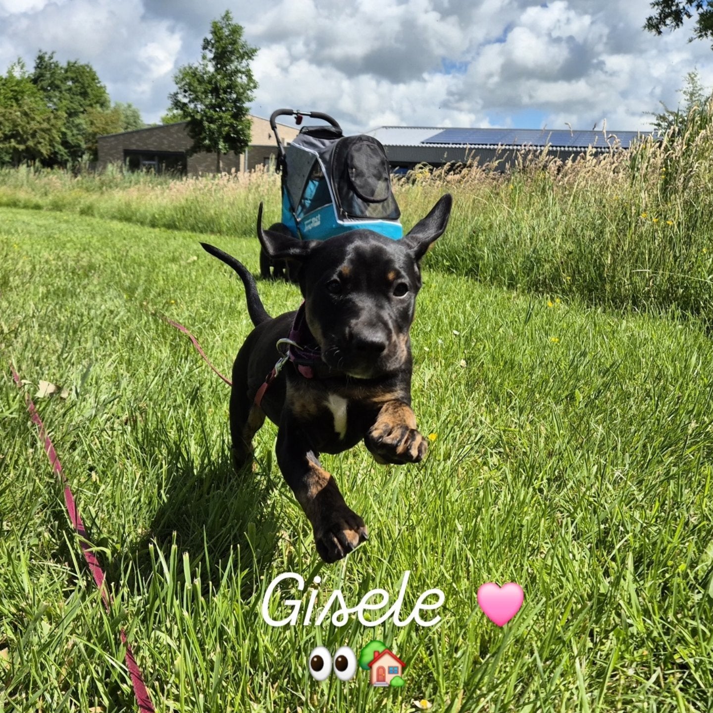 Prachtige raszuivere catahoula pups nog 2 🩷🩷, Parvo, Overige rassen, 8 tot 15 weken, Meerdere