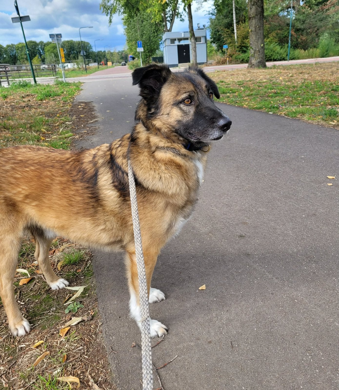 Chester. Herder mix reu gecastreerd 2 jaar, Particulier, Reu, 1 tot 2 jaar, Buitenland
