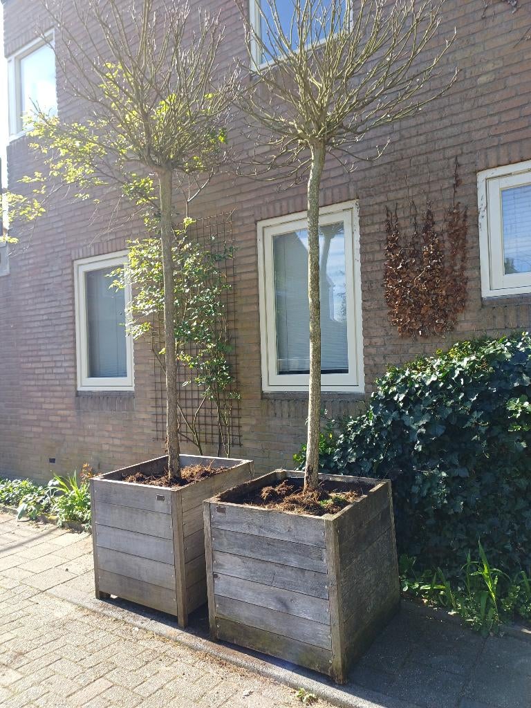 Hardhouten Plantenbak met Dakplataan, Tuin en Terras, Ophalen, Zo goed als nieuw
