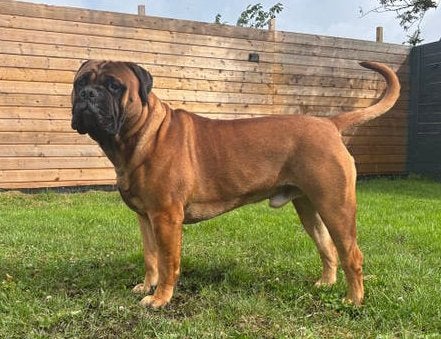 Bullmastiff Dekreu, Reu, 1 tot 2 jaar, Parvo, Meerdere
