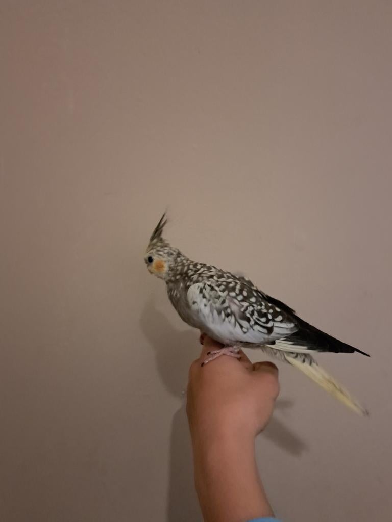 Gucci valkparkiet, Dieren en Toebehoren, Mannelijk, Tam