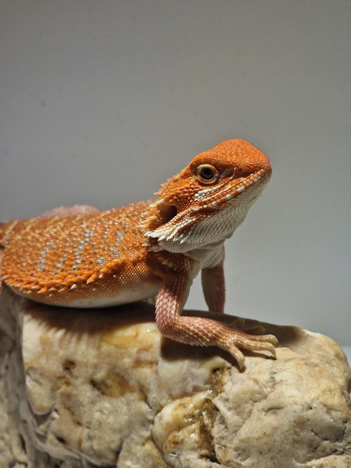 DRACO REPTILES – Prachtige Baardagaam Nakweek Bearded Dragon photo 4