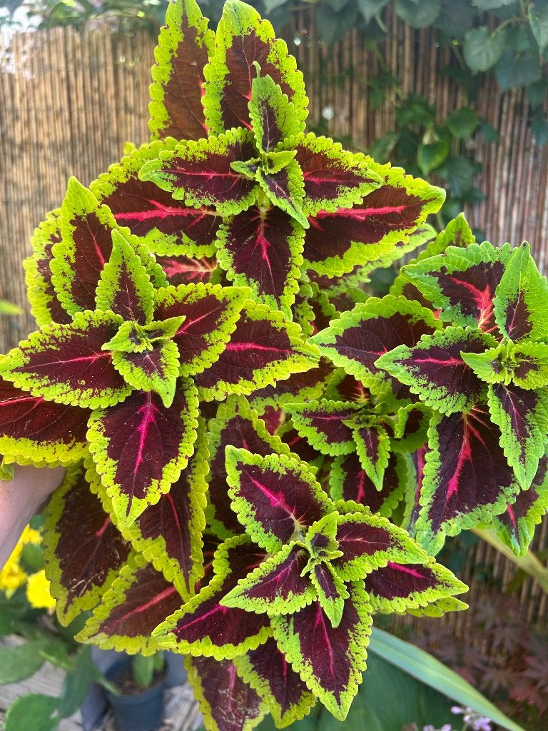 Coleus stekjes 16 soorten, Bloeiende kamerplant, Ophalen of Verzenden, Halfschaduw, Minder dan 100 cm
