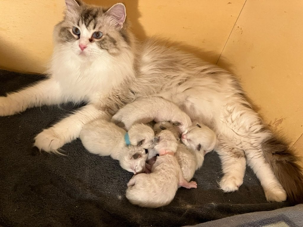 Prachtige Ragdoll kittens met stamboom, Dieren en Toebehoren, Meerdere dieren, Met stamboom, 0 tot 2 jaar