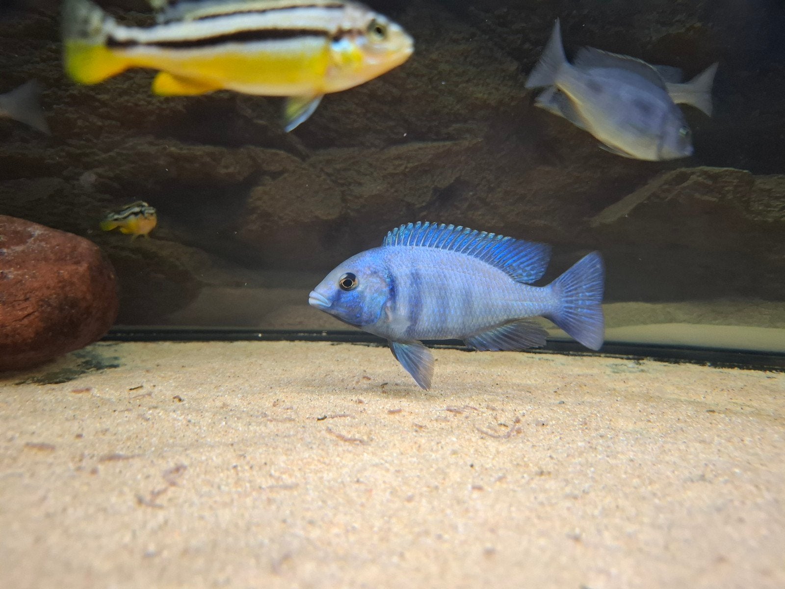 placidochromis Phenochilus Tanzania man(spiegel cichliden), Vis
