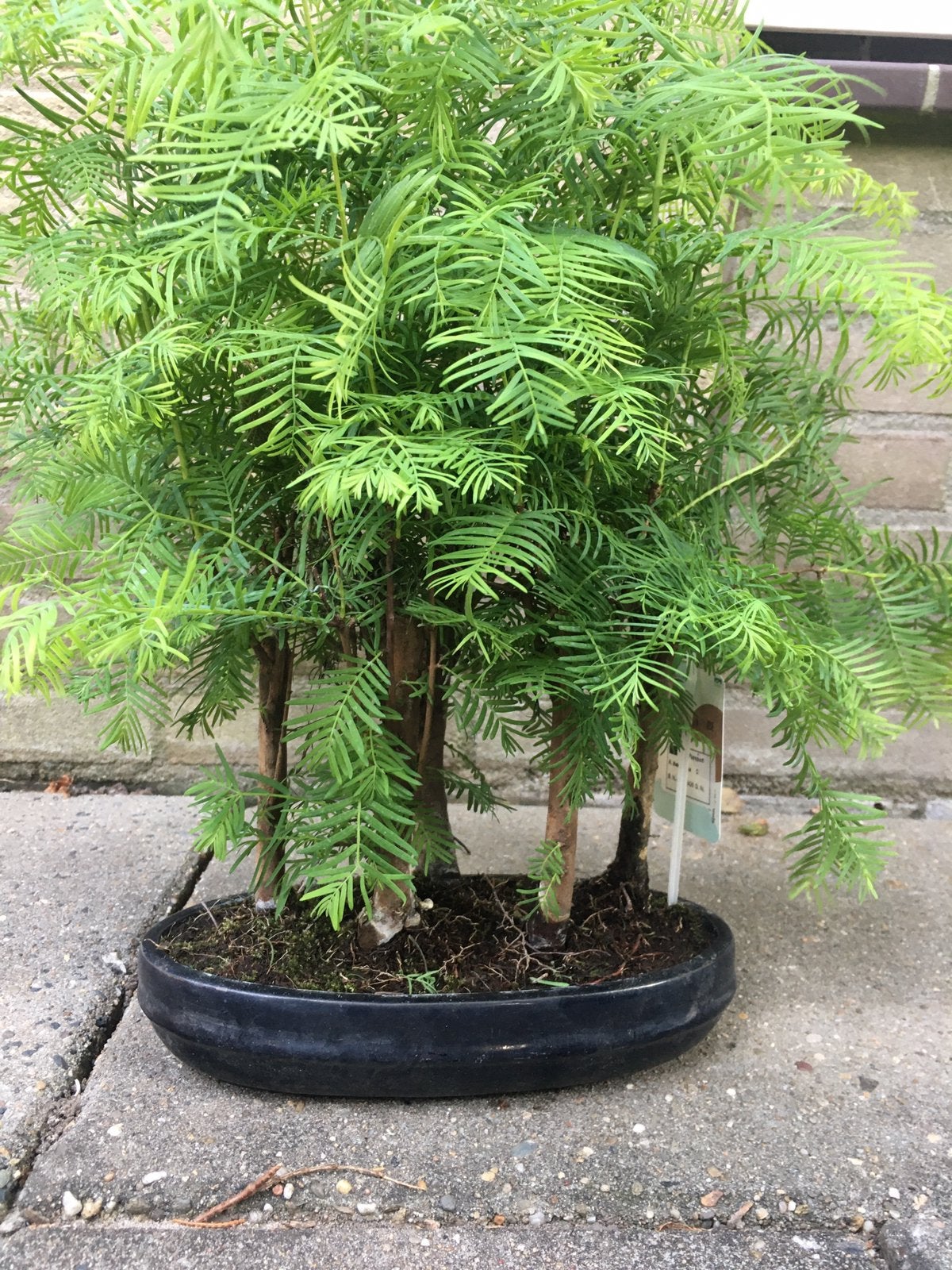 Bonsai Metasequoia 5 stam bonsaibos. Vers van de veiling., In pot, Bloeit niet, Halfschaduw, Minder dan 100 cm