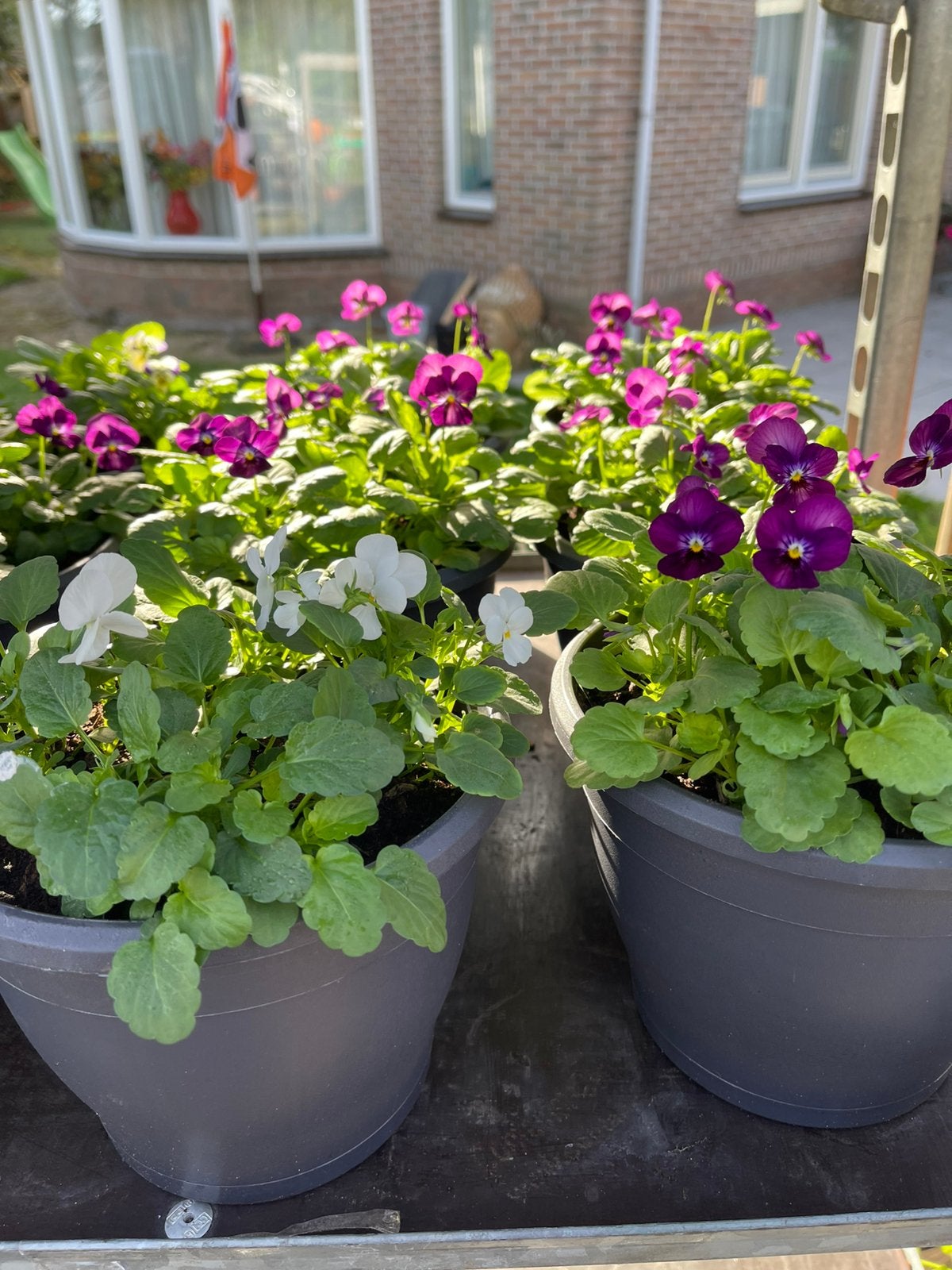 Violen in bakjes €2,50/stuk, Tuin en Terras, Volle zon, Eenjarig, Winter, Ophalen
