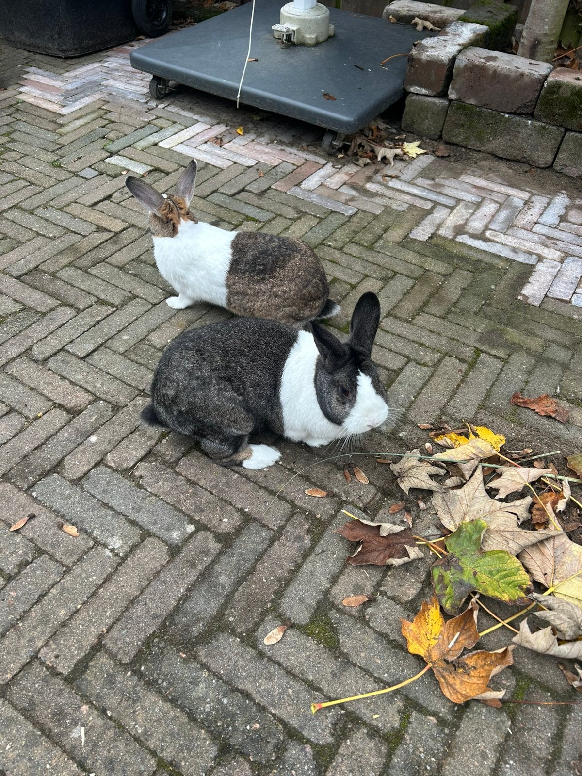 Konijnen (hollandertjes), Meerdere dieren