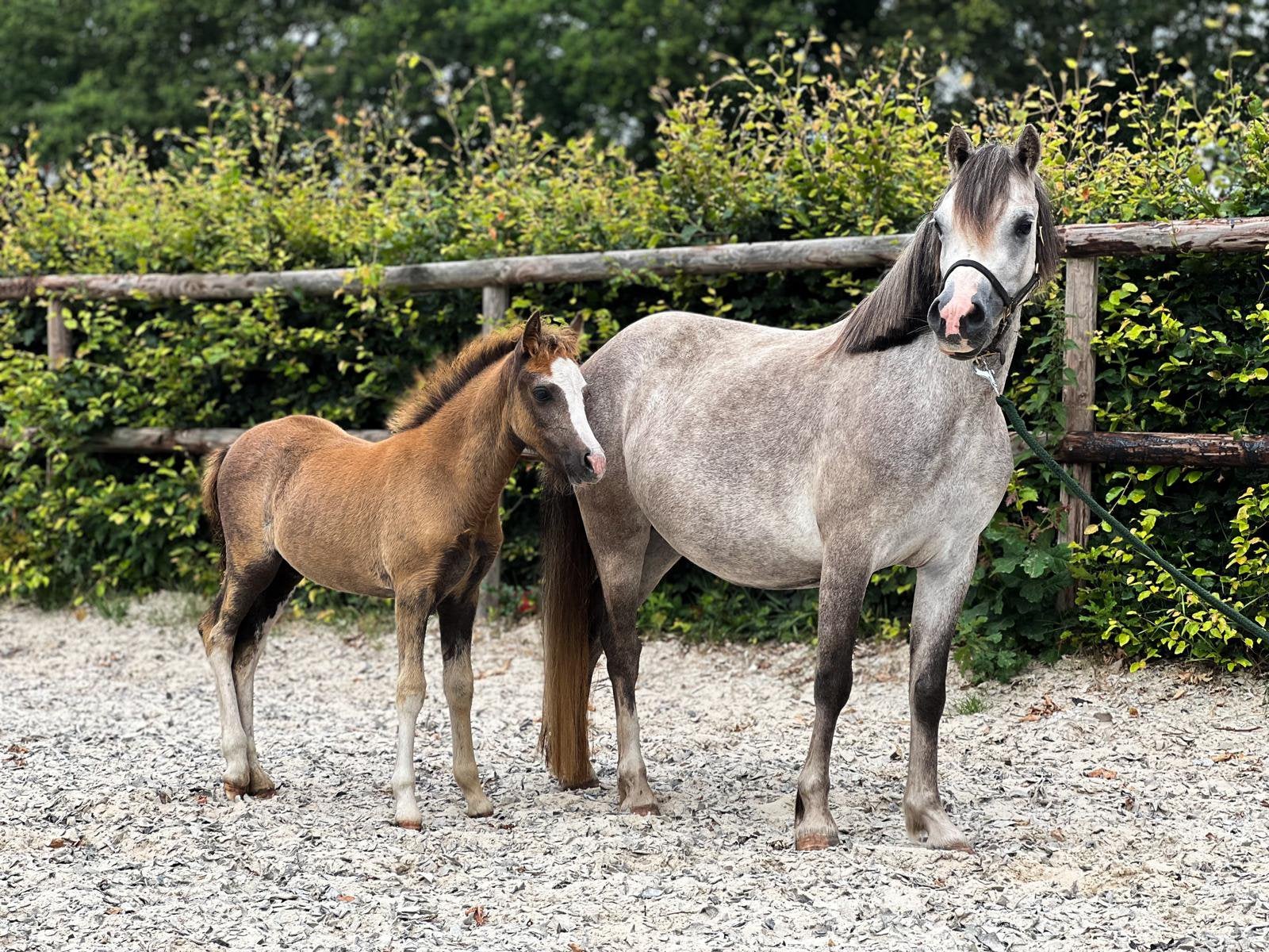 Chique 4-jarige drachtige Welsh A merrie met merrieveulen, Merrie, Met stamboom, A pony (tot 1.17m), 3 tot 6 jaar
