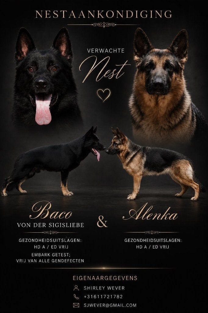 Laatste Duitse Herder reu pup, Dieren en Toebehoren, Honden | Herdershonden en Veedrijvers, Parvo, Reu, 8 tot 15 weken, Eén hond