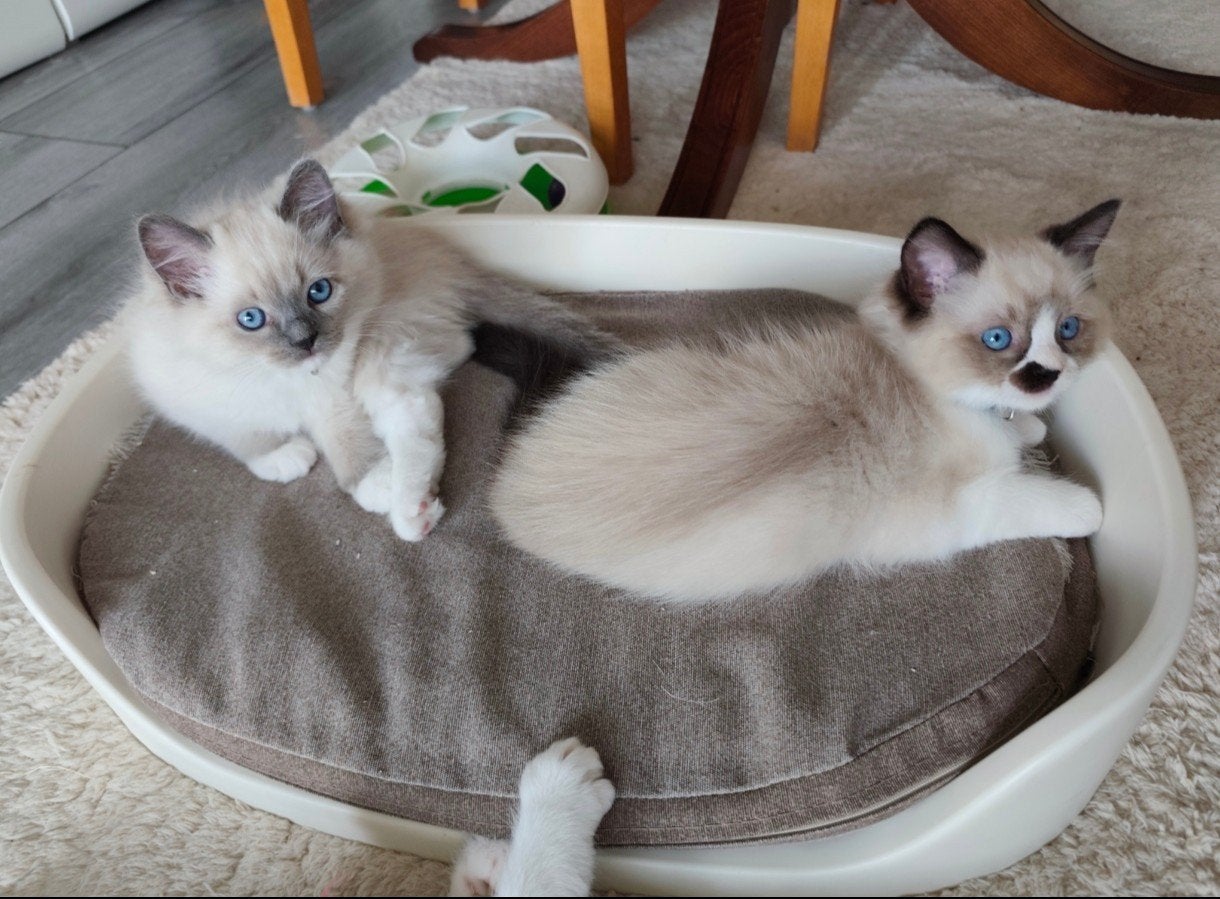 Ragdoll 1 meisje, 2 jongens, Dieren en Toebehoren, Meerdere dieren, Ontwormd, 0 tot 2 jaar