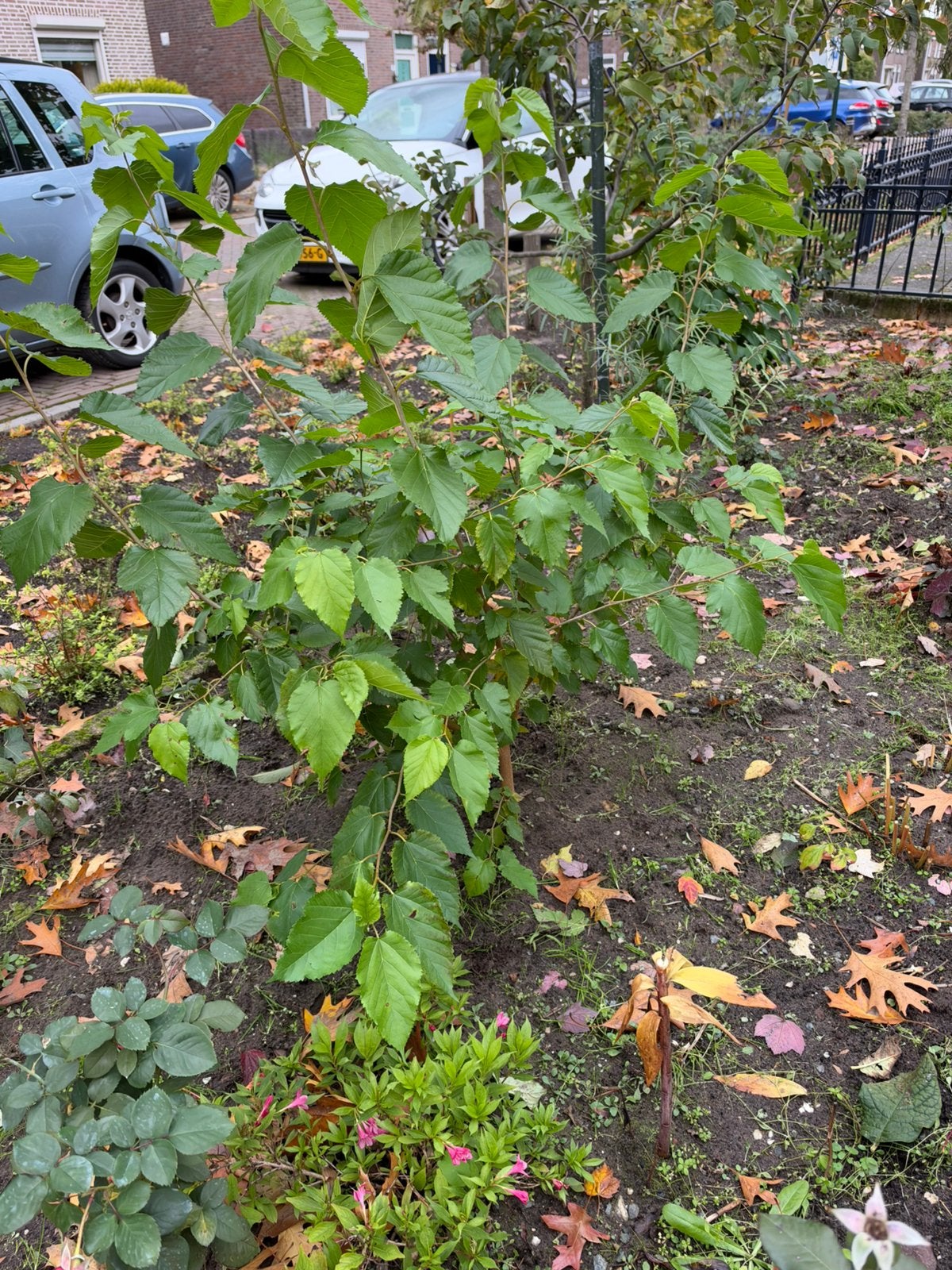 Moerbeiboom, Ophalen, 100 tot 250 cm, Overige soorten, Zomer