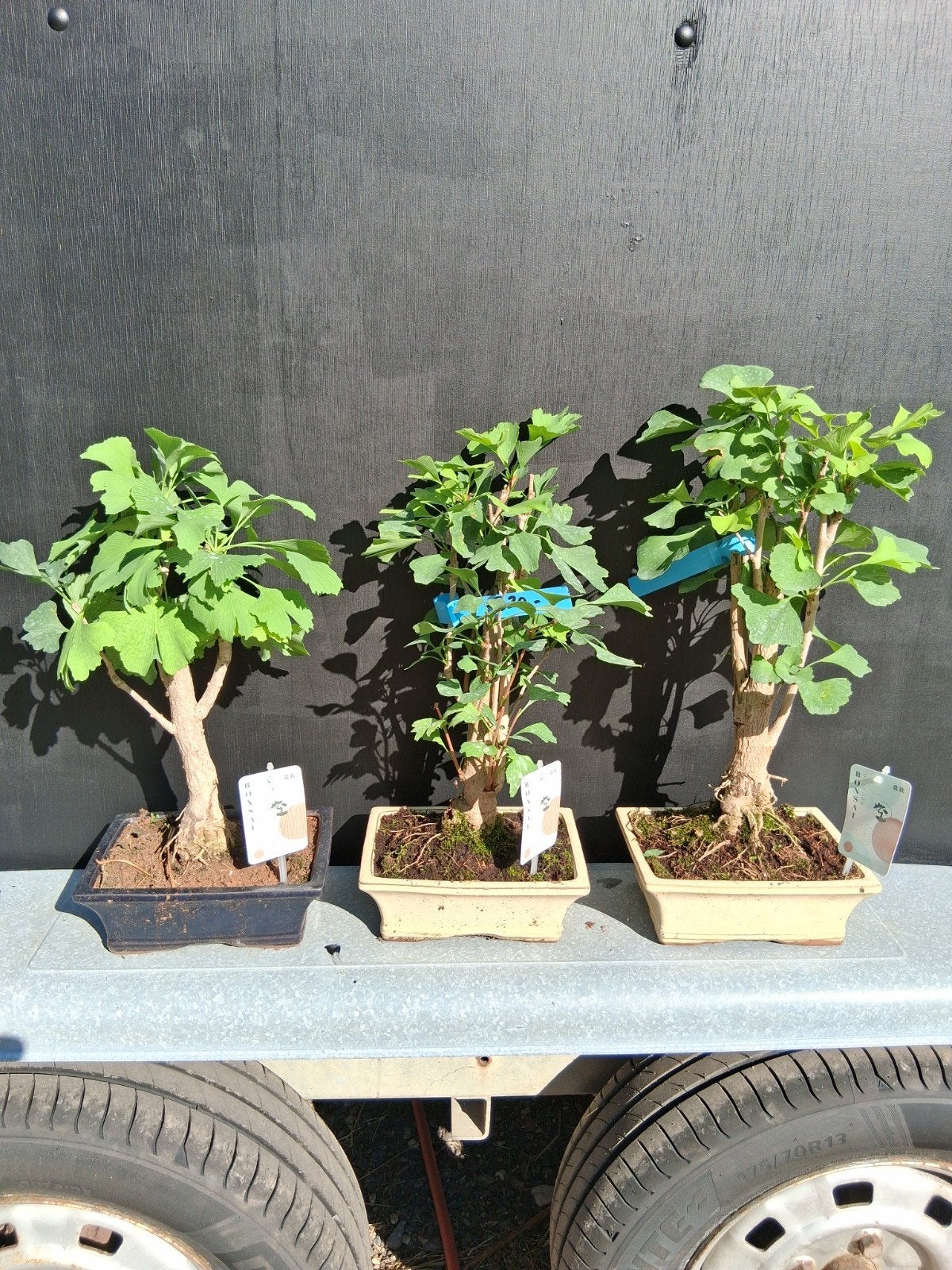 Ginkgo biloba bonsai, Tuin en Terras, Planten | Bomen, Ophalen, Bloeit niet, Halfschaduw, Overige soorten