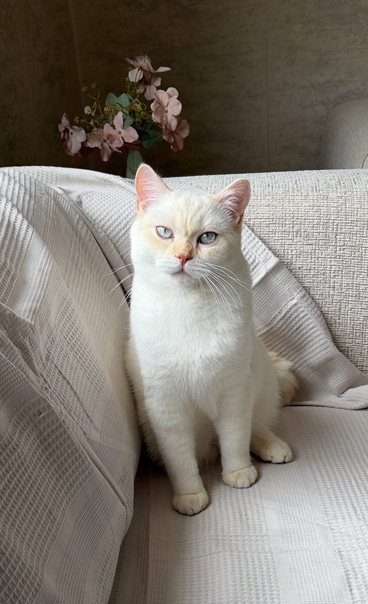 Britse Korthaar Colourpoint (11 maanden) GEEN STAMBOOM., Kater, Gechipt, 0 tot 2 jaar