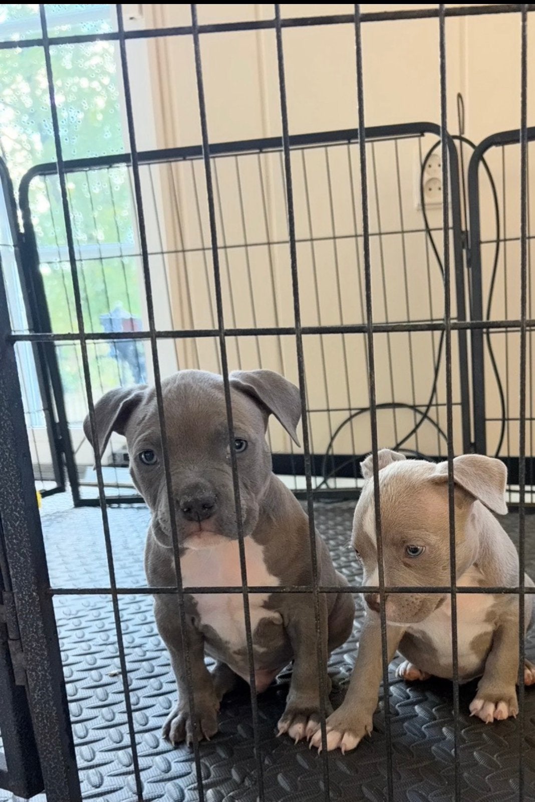 American  bully  laatste 2 reutjes, Dieren en Toebehoren, Overige rassen, 8 tot 15 weken, Meerdere, Meerdere dieren