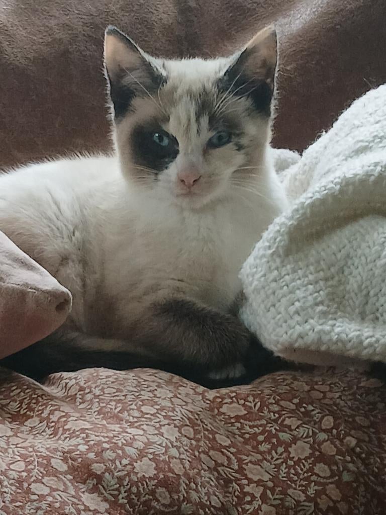 Lieve kruising kittes ♡♡, Poes