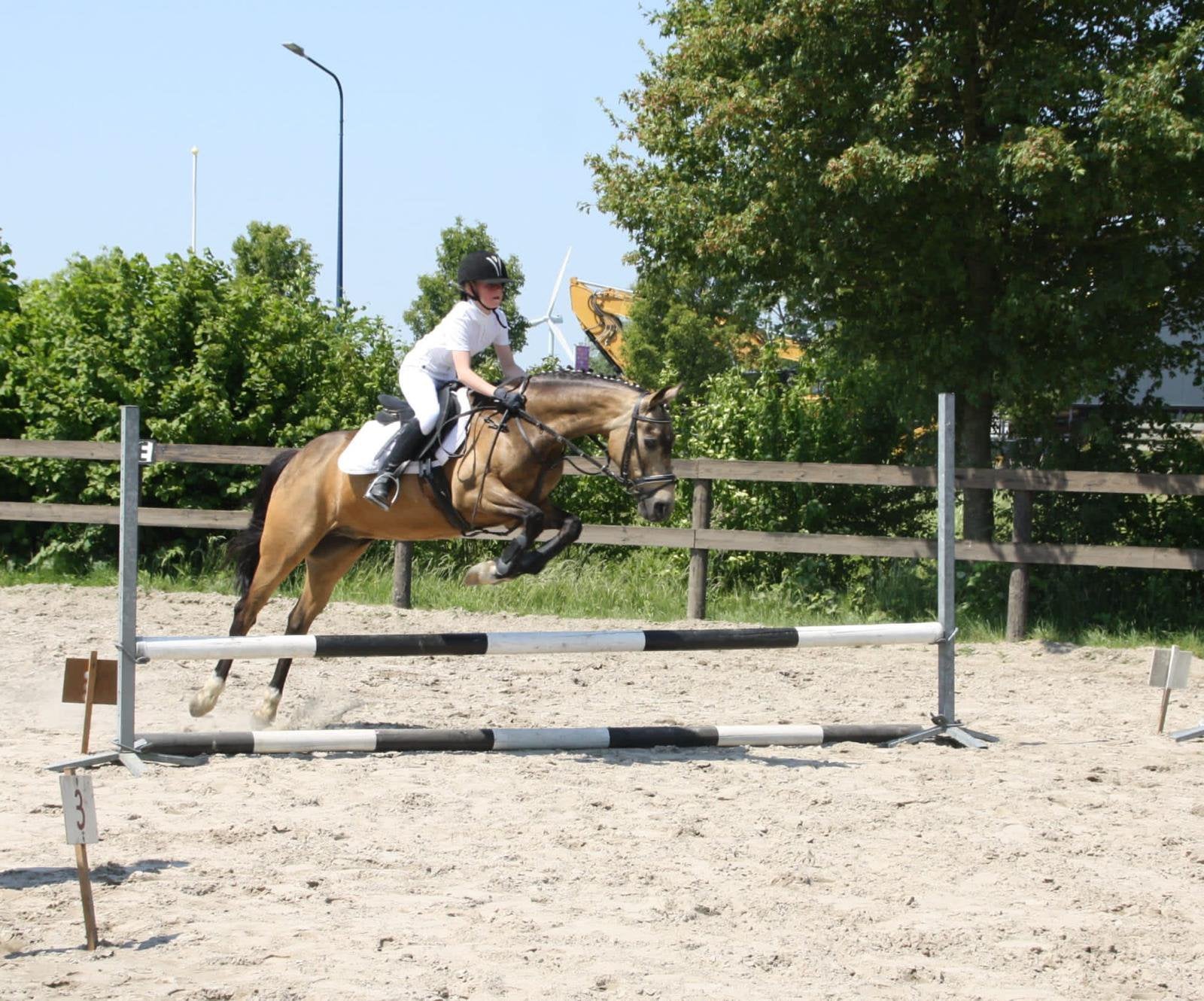 Mooie lieve allround D pony, Dieren en Toebehoren, Pony's, Ruin, Springpony, 11 jaar of ouder, D pony (1.37m tot 1.48m)