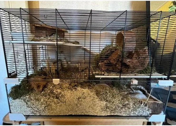 Paar gerbil vrouwtjes inclusief setup, Vrouwelijk, Januari, Overige typen, Tam