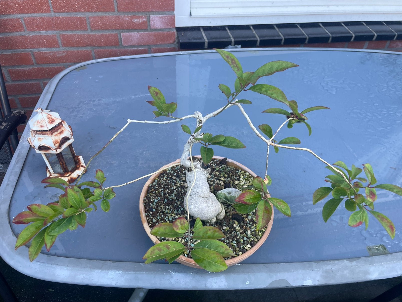 Bonsai plant, Ophalen, Zo goed als nieuw