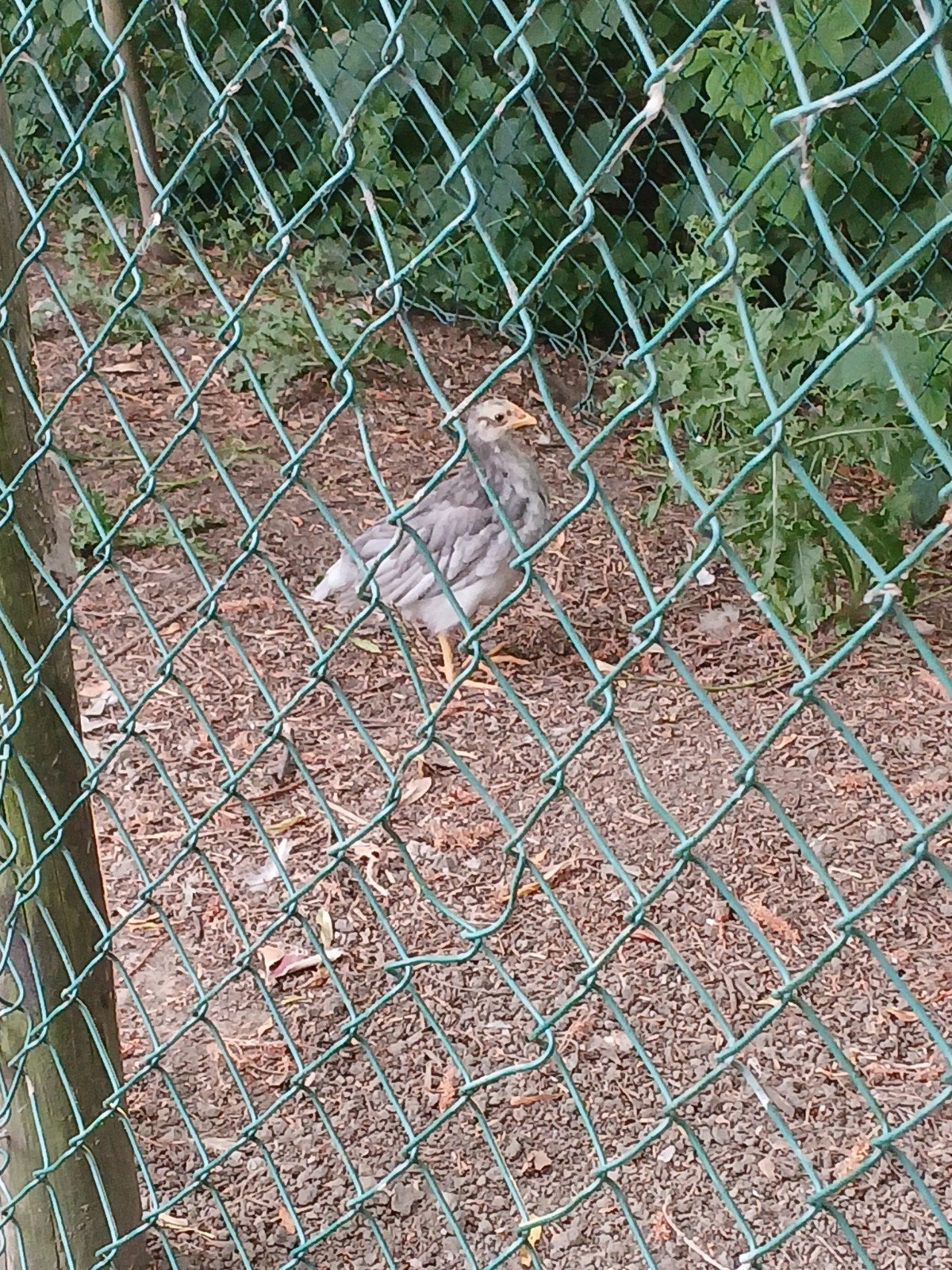 5 mooie gezonde kleurlegger kuikens te koop, Dieren en Toebehoren, Pluimvee, Meerdere dieren, Kip