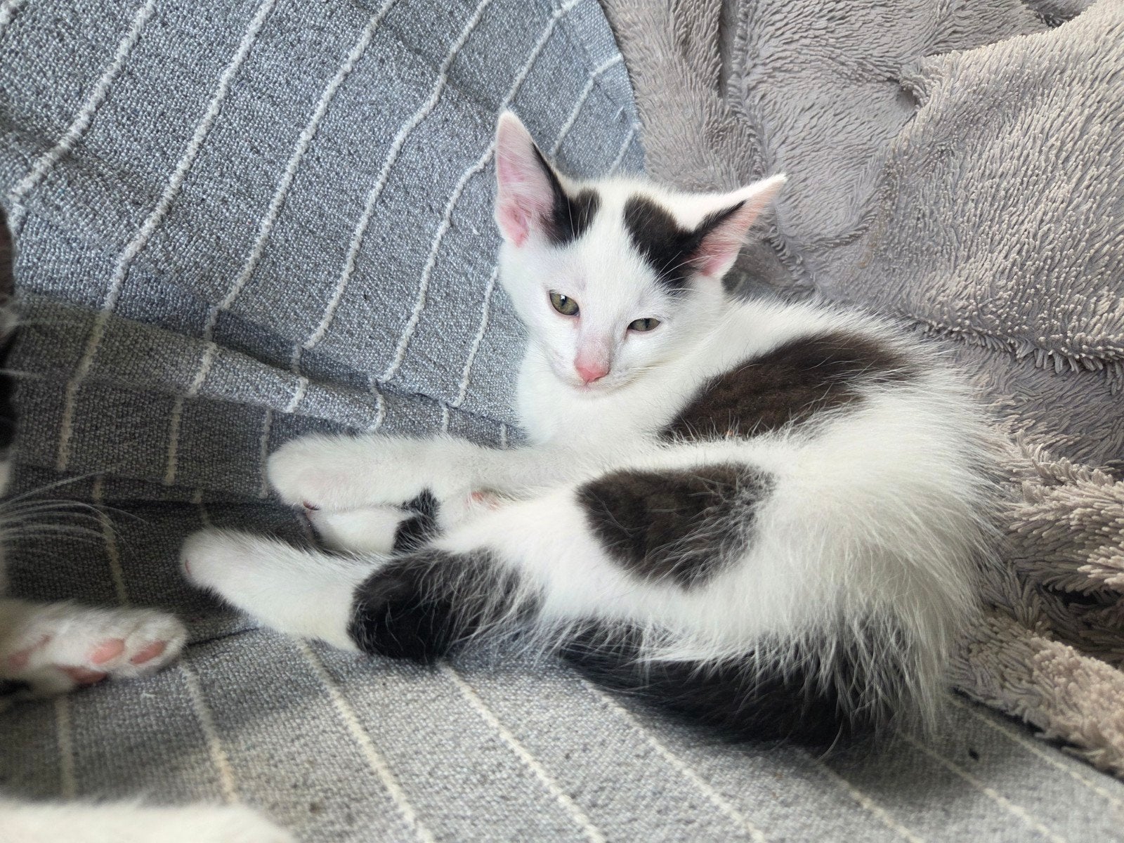 Leuke boerderij kittens te koop!, Dieren en Toebehoren, Katten en Kittens | Overige Katten, Meerdere dieren