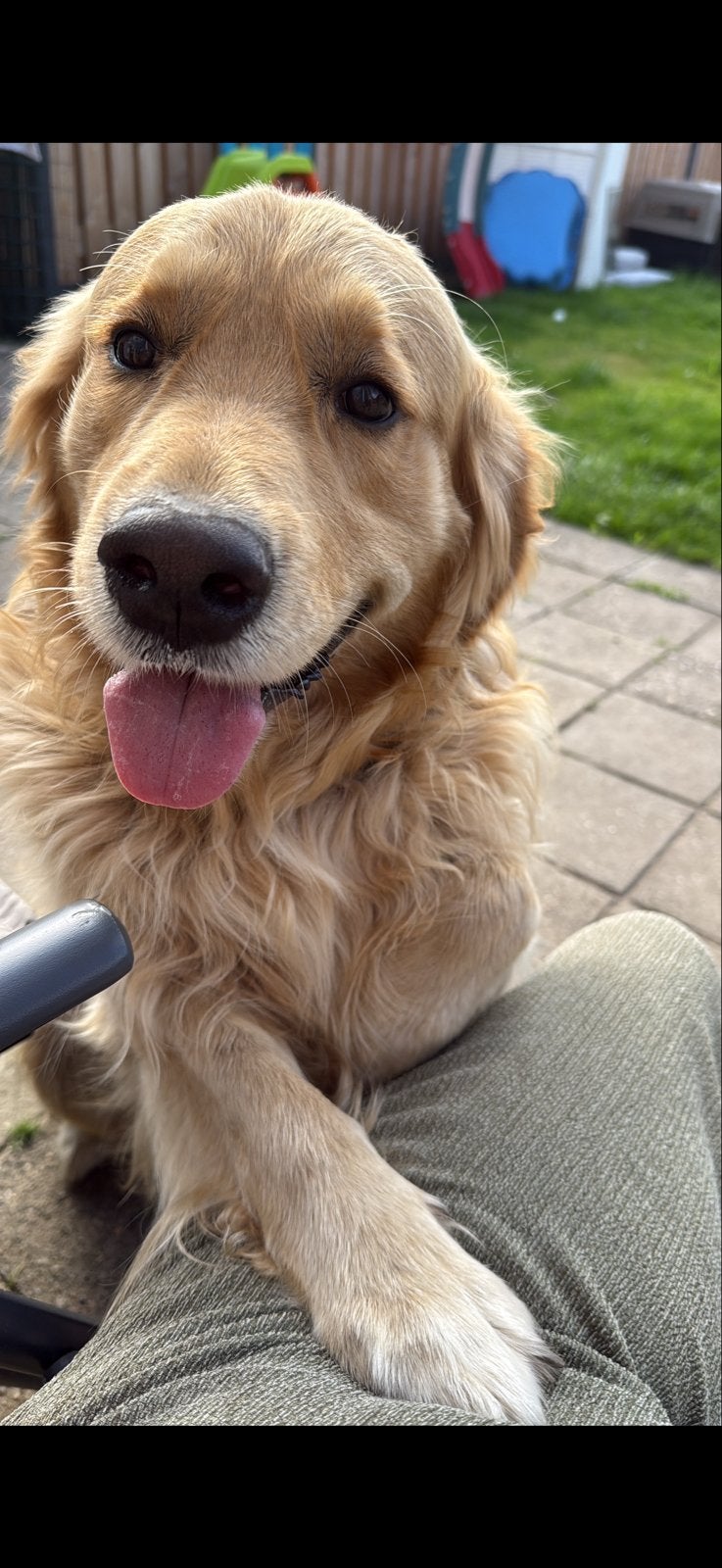Golden retriever reu herplaatser, Particulier, Eén hond, 3 tot 5 jaar, Reu