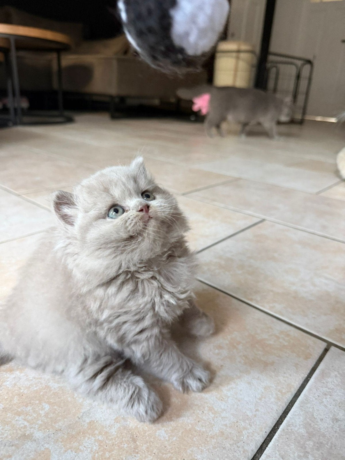 Britse korthaar , Prachtige blauwe & lilac kittens, Meerdere dieren