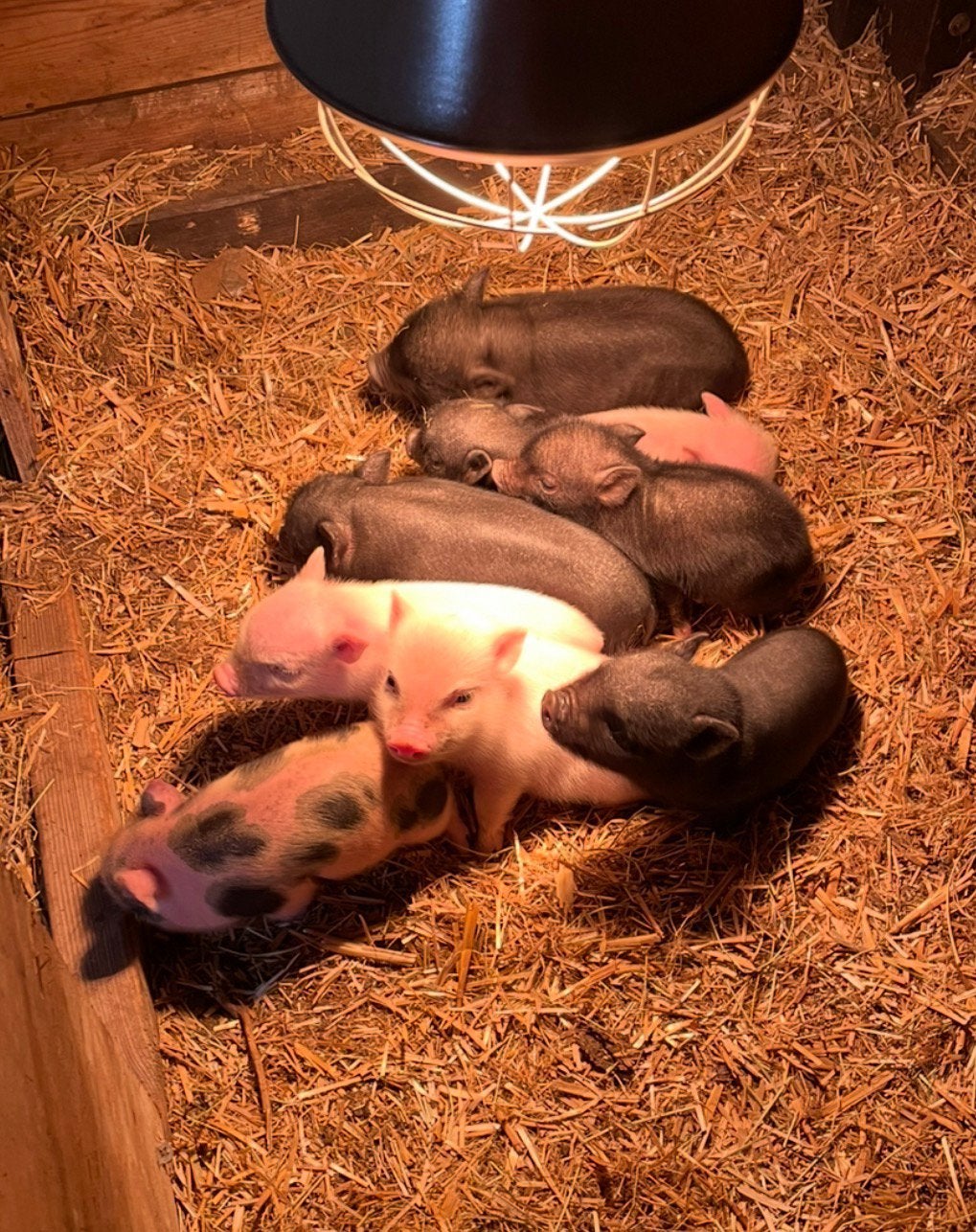 Boerderij dieren te koop! Mini Varkens en Geitjes🐽🐐, Dieren en Toebehoren, Schapen, Geiten en Varkens, Meerdere dieren, Geit