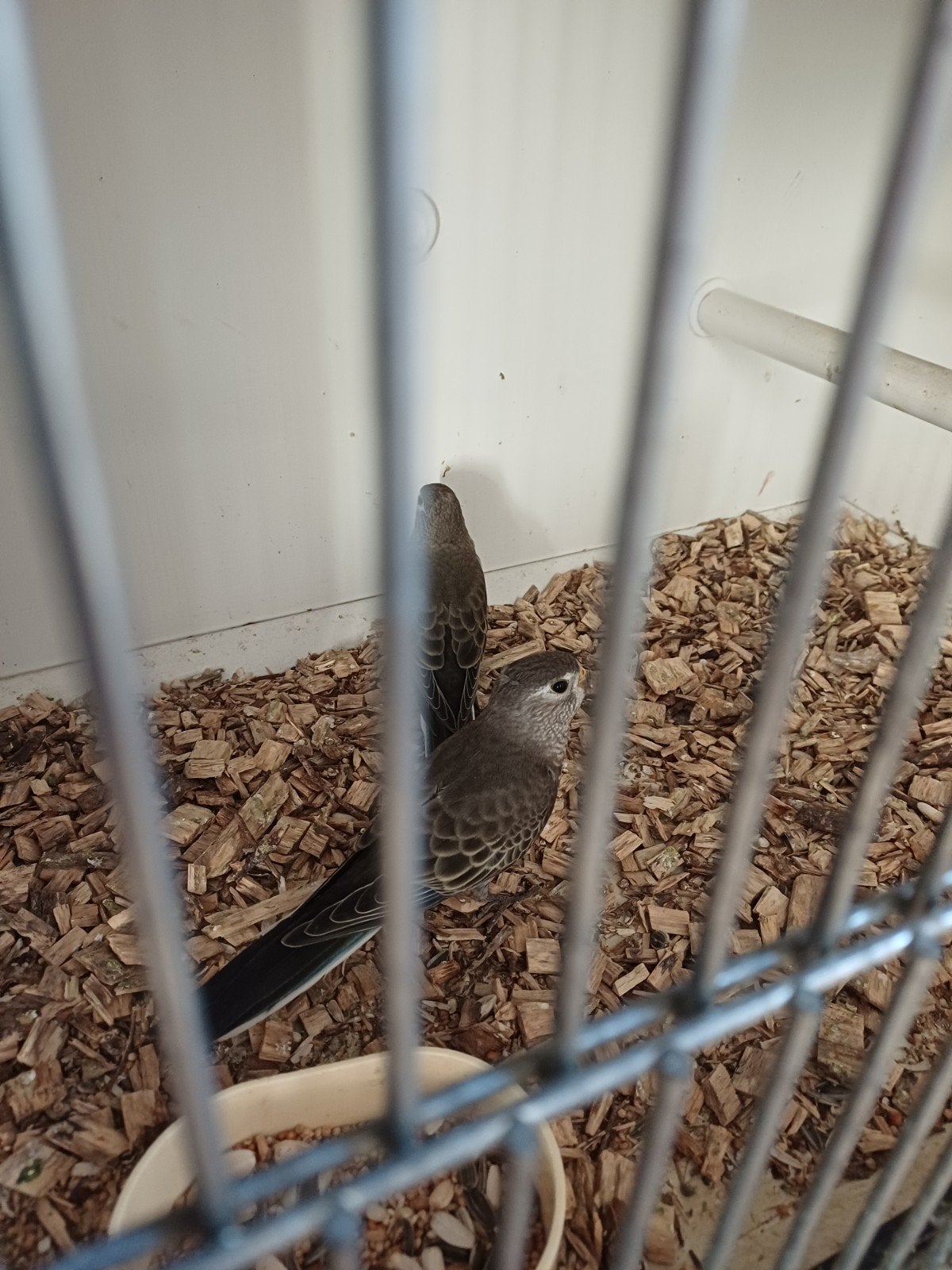 bourks parkiet, Dieren en Toebehoren, Vrouwelijk, Parkiet, Geringd