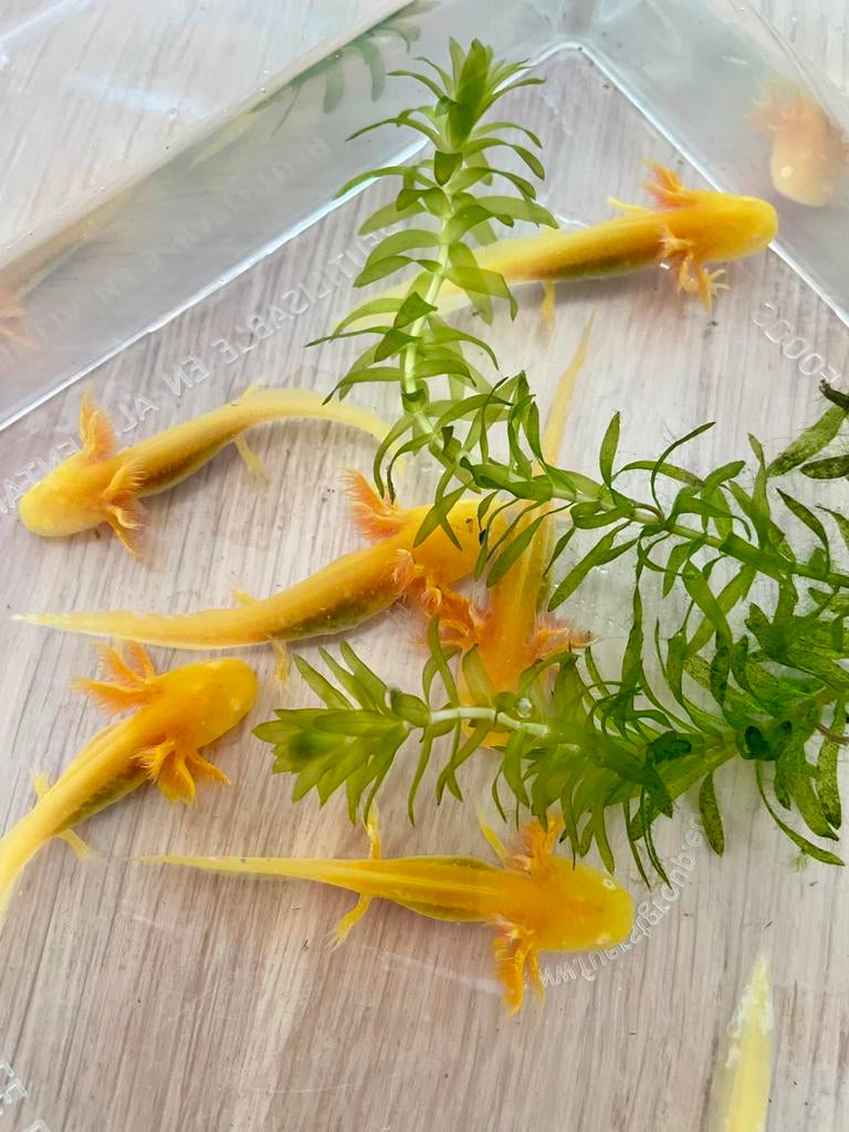 Axolotl, salamander, Ambystoma Mexicanum, Overige typen