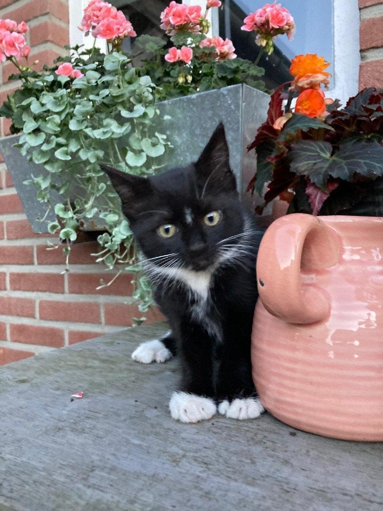 2 kittens (poesjes), Poes, 0 tot 2 jaar