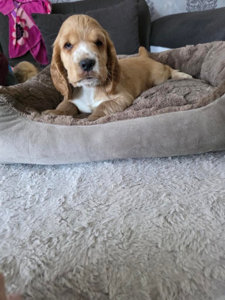 Prachtige Cocker Spaniel pups 1 reutje beschikbaar, Dieren en Toebehoren, 8 tot 15 weken, Parvo, Meerdere, Meerdere dieren