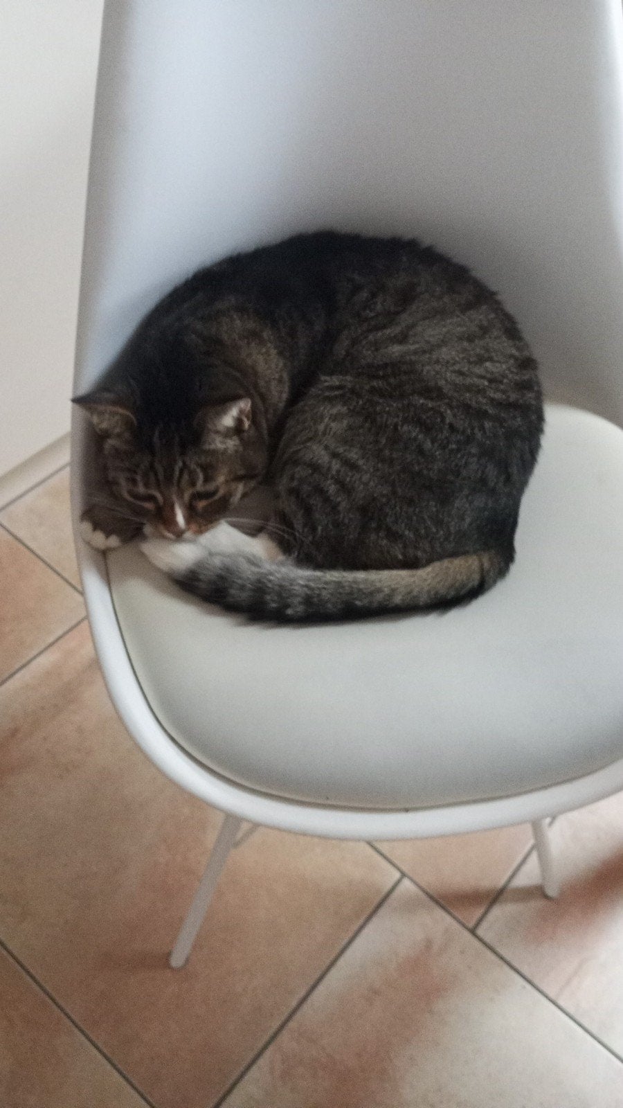2 huiskatten, Meerdere dieren, Kortharig, 6 jaar of ouder