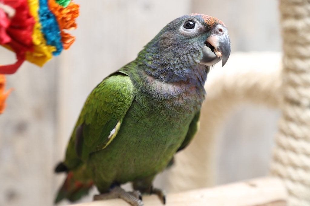Lieve | Jonge Baby Pionussen Menstruus | Handtam | Getest, Dieren en Toebehoren, Vogels | Parkieten en Papegaaien, Meerdere dieren