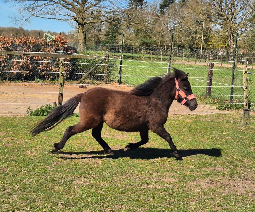 Super lieve falabella merrie, Merrie, Met stamboom, 0 tot 2 jaar, A pony (tot 1.17m)