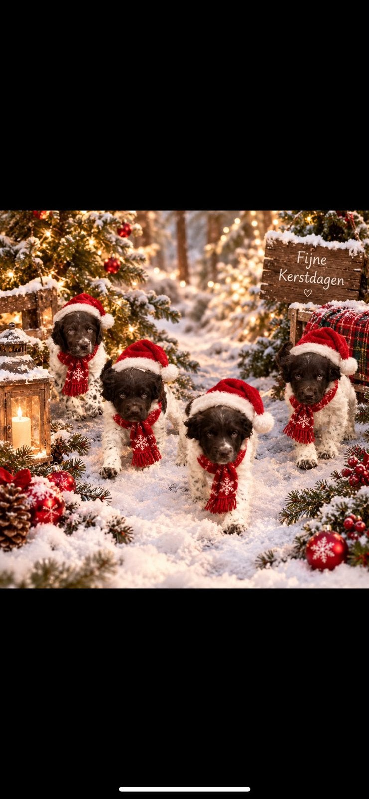 Engelse springer spaniel pups, 8 tot 15 weken, Meerdere, Meerdere dieren, Nederland